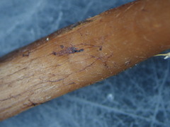 Cortinarius decipiens