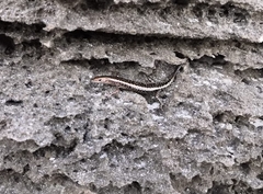 Cryptoblepharus africanus