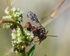 Triepeolus rufithorax