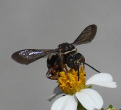 Triepeolus rufithorax