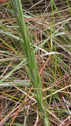 Pityopsis tracyi image