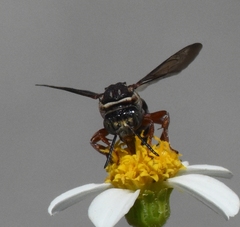 Triepeolus rufithorax