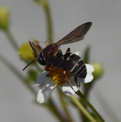 Triepeolus rufithorax