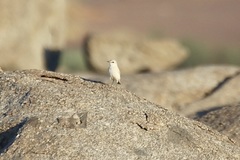 Emarginata tractrac
