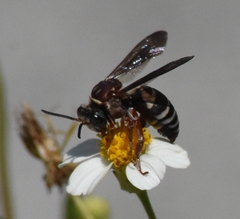 Triepeolus rufithorax