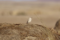 Emarginata tractrac