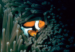 Amphiprion percula