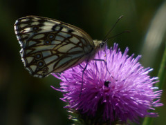 Melanargia occitanica