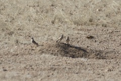 Ammomanopsis grayi