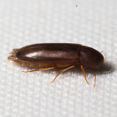 Phloiotrya