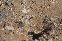 Meroles suborbitalis