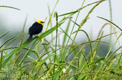 Chrysomus icterocephalus
