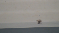 Menemerus bivittatus