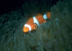 Amphiprion percula