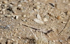 Meroles suborbitalis