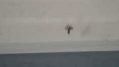 Menemerus bivittatus