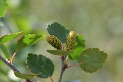 Betula divaricata