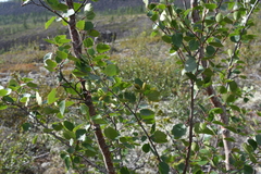 Betula divaricata