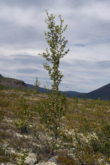 Betula divaricata