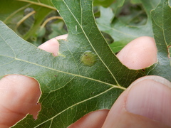 Polystepha pustuloides