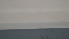 Menemerus bivittatus