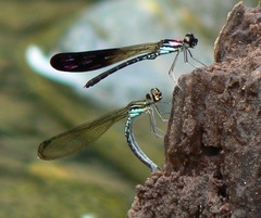 Heliocypha biseriata