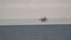 Menemerus bivittatus