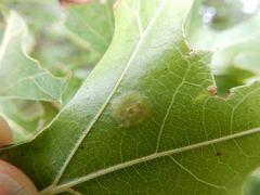 Polystepha pustuloides