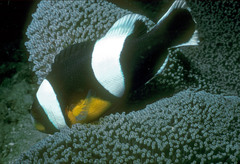 Amphiprion polymnus