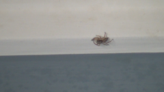 Menemerus bivittatus