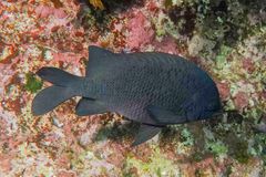 Parma alboscapularis