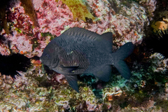 Parma alboscapularis