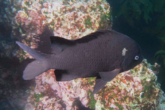 Parma alboscapularis