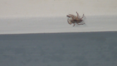 Menemerus bivittatus