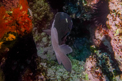 Parma alboscapularis