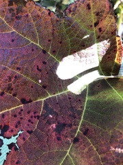 Cercospora hydrangeae