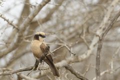 Eurocephalus anguitimens