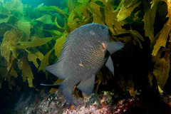 Parma alboscapularis