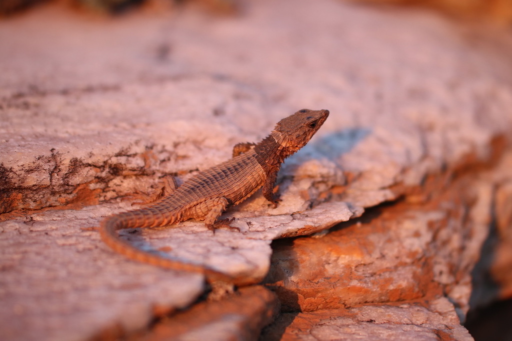 Lawrence's Girdled Lizard