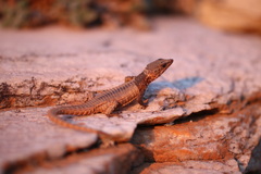 Namazonurus lawrenci