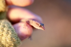 Pachydactylus