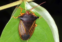 Peromatus