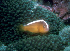 Amphiprion sandaracinos