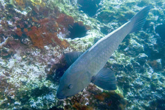 Notolabrus inscriptus