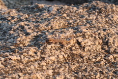 Pachydactylus