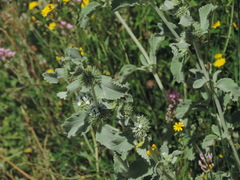 Marrubium incanum