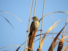 Cisticola juncidis