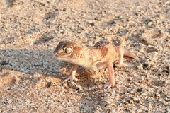 Chondrodactylus angulifer