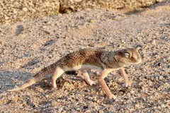 Chondrodactylus angulifer