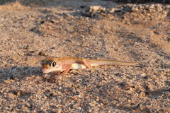 Pachydactylus rangei